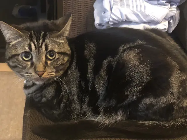 東京台東区アキバマハロペットシッターです。《東京、埼玉、千葉》サービスの画像