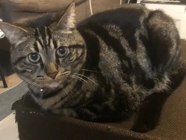 東京台東区アキバマハロペットシッターです。《東京、埼玉、千葉》サービスの画像