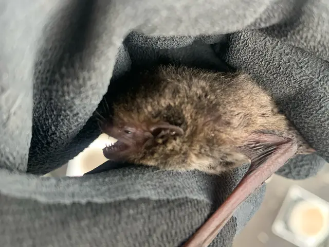 【対応地域外相談OK】高難度のコウモリ防除はプロにおまかせあれ！サービスの画像