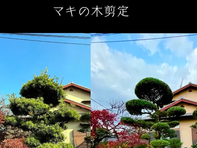 ★剪定なら私にお任せください★種類に合わせた剪定とお客様のご要望にも対応しますサービスの画像