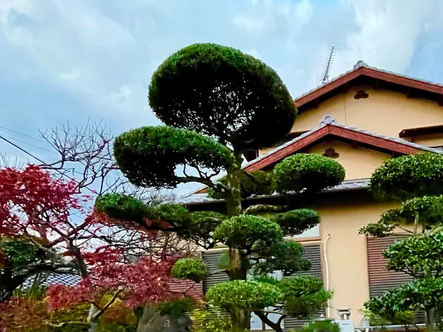 ★剪定なら私にお任せください★種類に合わせた剪定とお客様のご要望にも対応しますサービスの画像
