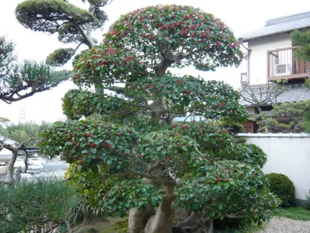 ★剪定なら私にお任せください★種類に合わせた剪定とお客様のご要望にも対応しますサービスの画像