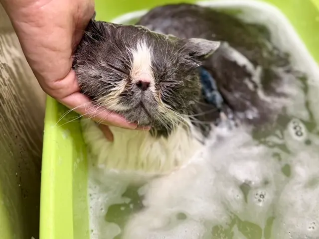 ◎大衆理容価格◎パピー＆老犬要相談！　JKC資格トリマー☆奈良県＆大阪府サービスの画像