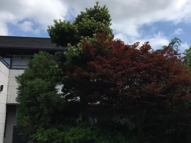 ＜庭木のお手入れ＞京都・海外等で15年修行した職人が作業にお伺いします！サービスの画像