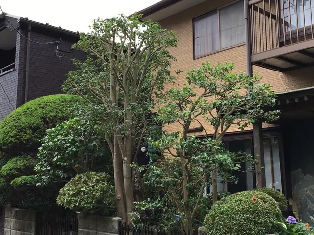 ＜庭木のお手入れ＞京都・海外等で15年修行した職人が作業にお伺いします！サービスの画像