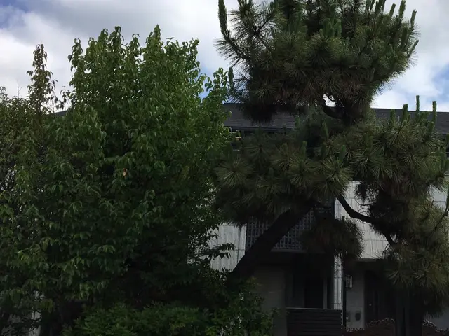 ＜庭木のお手入れ＞京都・海外等で15年修行した職人が作業にお伺いします！サービスの画像