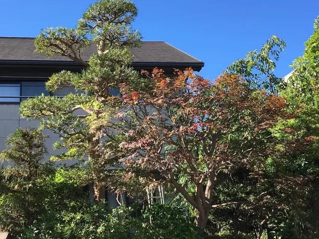 ＜庭木のお手入れ＞京都・海外等で15年修行した職人が作業にお伺いします！サービスの画像