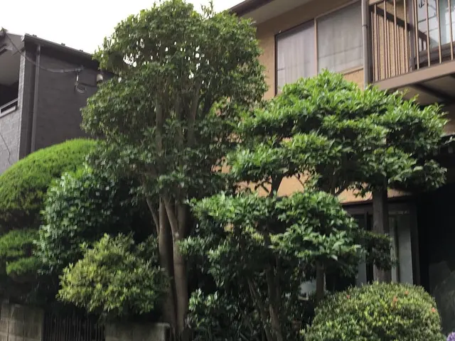 ＜庭木のお手入れ＞京都・海外等で15年修行した職人が作業にお伺いします！サービスの画像