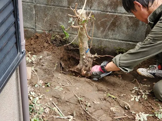 伸びすぎて手入れができない。手入れする人がいない。そんな方はうちにお任せ下さい！サービスの画像