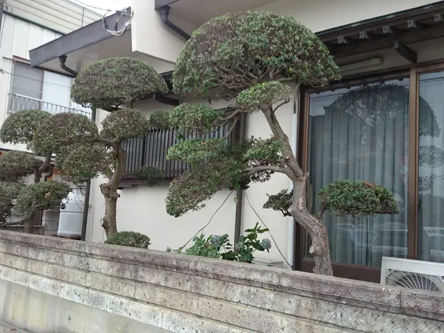 剪定お任せください！サービスの画像