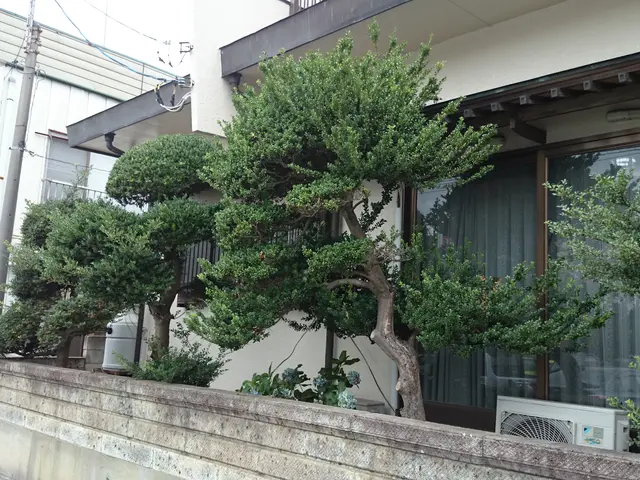 剪定お任せください！サービスの画像