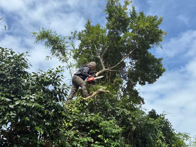 庭木1本から承ります！日曜祝日でも向かいます！サービスの画像