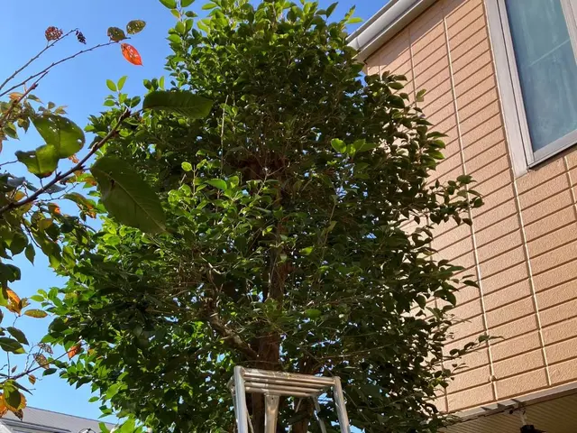 私達は丁寧さを大切に作業致します。基本的に女性スタッフとふたリでお伺いします。サービスの画像