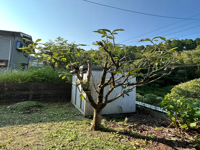 ◉20年・1000件以上の剪定実績◉夫婦で訪問するので、安心してご利用ください！サービスの画像