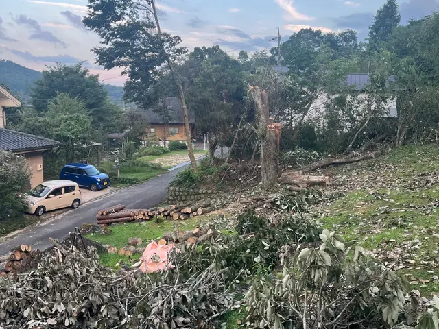庭木1本6000円〜　難しい木もお任せください！！サービスの画像