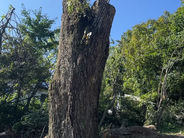 庭木1本6000円〜　難しい木もお任せください！！サービスの画像