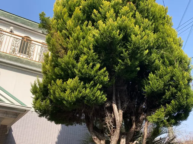 地域密着！低価格♩価格を抑えてスッキリ剪定！コスパ重視の方に最適！形よりコストサービスの画像