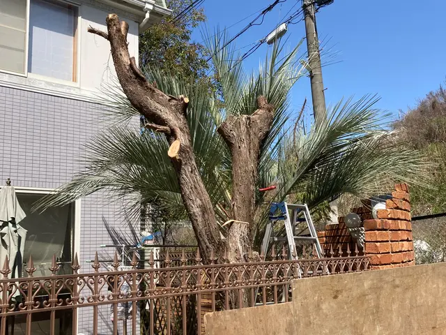 地域密着！低価格♩価格を抑えてスッキリ剪定！コスパ重視の方に最適！形よりコストサービスの画像