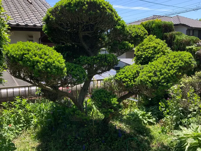 地域密着！低価格♩価格を抑えてスッキリ剪定！コスパ重視の方に最適！形よりコストサービスの画像
