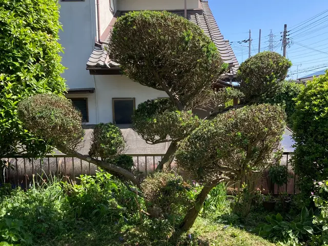 地域密着！低価格♩価格を抑えてスッキリ剪定！コスパ重視の方に最適！形よりコストサービスの画像