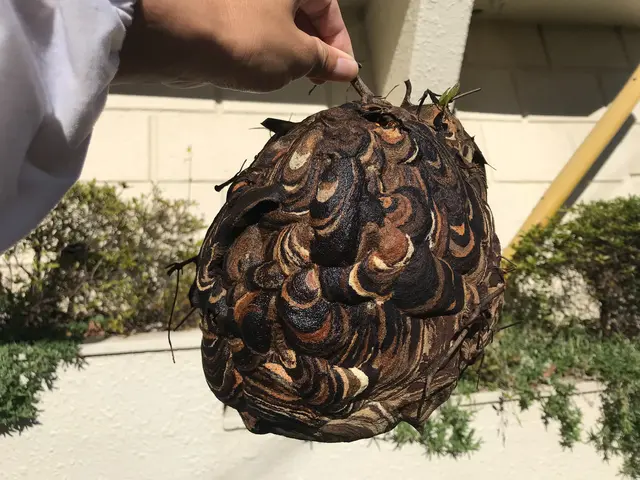 蜂駆除専門会社◎当日/翌日施工もお気軽にご相談ください/インボイス対応店サービスの画像