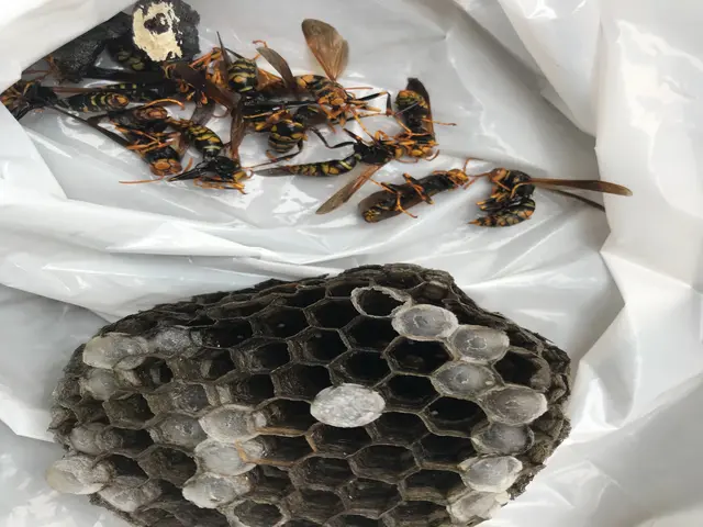 蜂駆除専門会社◎当日/翌日施工もお気軽にご相談ください/インボイス対応店サービスの画像