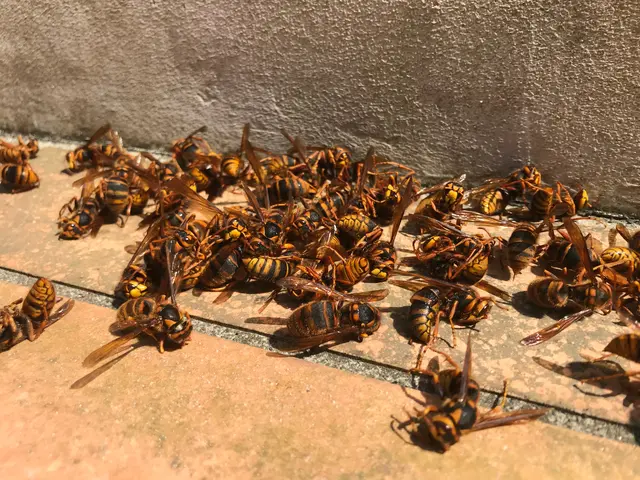 蜂駆除専門会社◎当日/翌日施工もお気軽にご相談ください/インボイス対応店サービスの画像