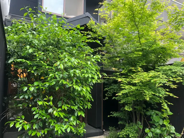 京都五条の植木屋です◆京都自然風剪定お試し致ければ幸いです◆光入る柔らかい空間へサービスの画像