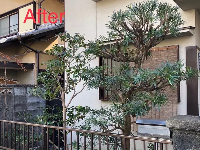 京都五条の植木屋です◆京都自然風剪定お試し致ければ幸いです◆光入る柔らかい空間へサービスの画像