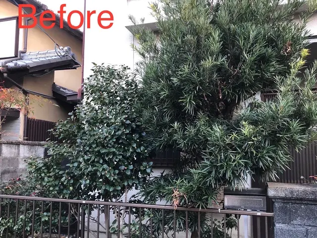 京都五条の植木屋です◆京都自然風剪定お試し致ければ幸いです◆光入る柔らかい空間へサービスの画像