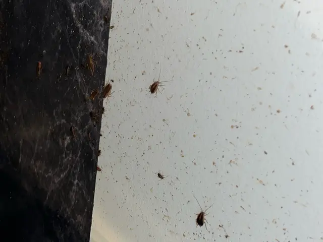 ゴキブリ駆除 / 一軒家・マンション対応（即日OK・現地無料調査）サービスの画像