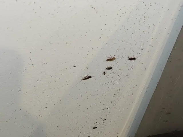 ゴキブリ駆除 / 一軒家・マンション対応（即日OK・現地無料調査）サービスの画像