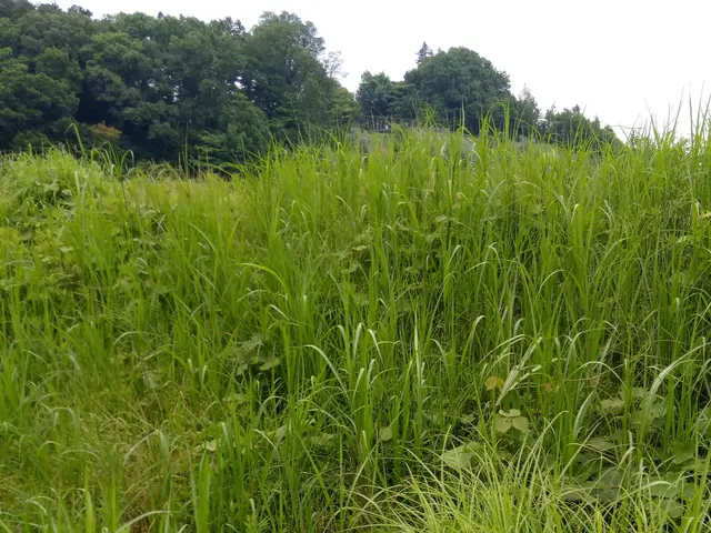 丁寧な作業で草刈り作業を行います。芝刈も行っています。サービスの画像