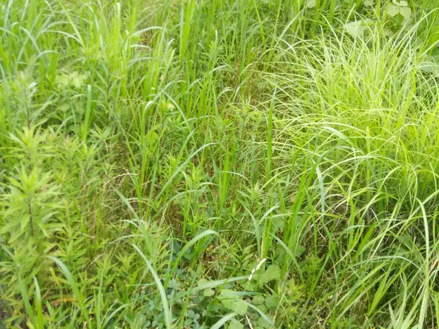 丁寧な作業で草刈り作業を行います。芝刈も行っています。サービスの画像