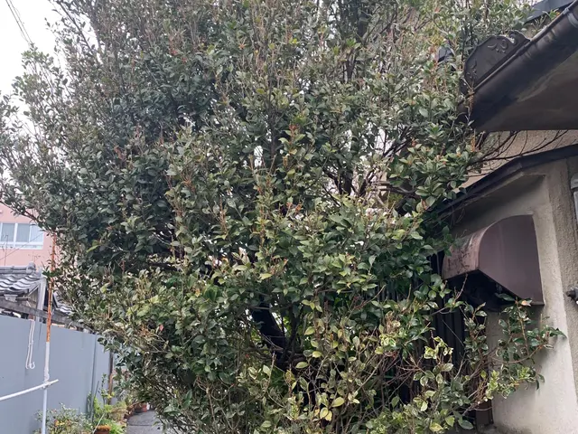 【お庭に新しい風と光と美しさをお届け】2月22日オープン記念に〇〇をプレゼント中サービスの画像