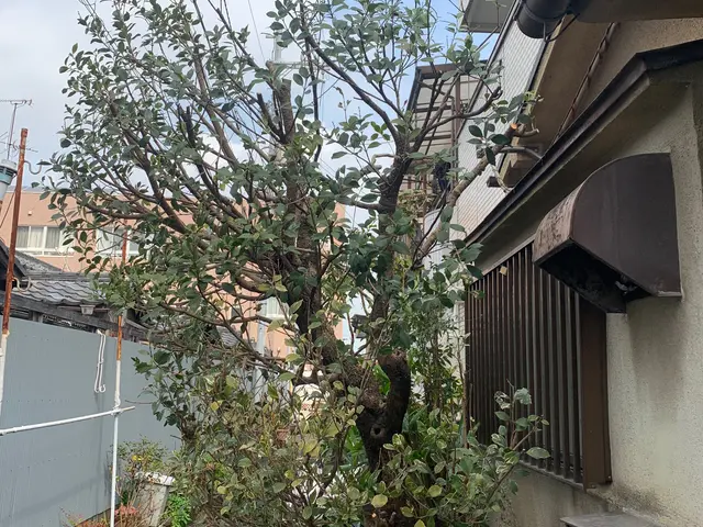 【お庭に新しい風と光と美しさをお届け】2月22日オープン記念に〇〇をプレゼント中サービスの画像