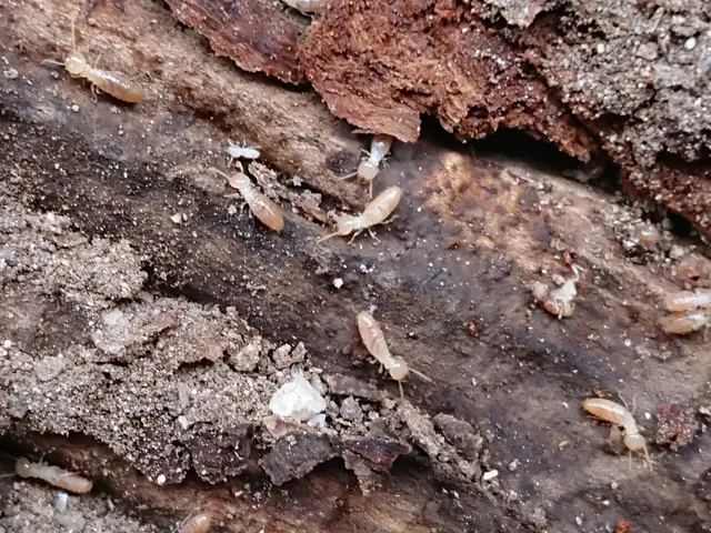 徹底的に白アリを駆除予防致します！　5年保証付き◎サービスの画像