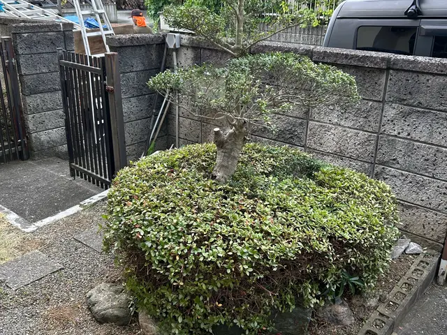 庭木の未来を見据えた剪定！一級造園資格者在籍！お庭一式なら割引あります！サービスの画像