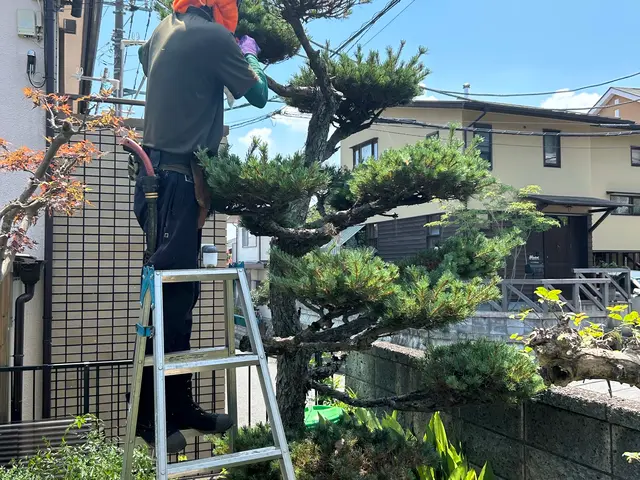 庭木の未来を見据えた剪定！一級造園資格者在籍！お庭一式なら割引あります！サービスの画像