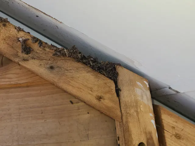 コウモリ駆除ハンターサービスの画像