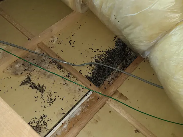 コウモリ駆除ハンターサービスの画像