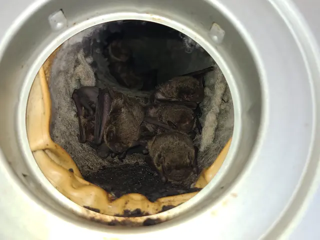 コウモリ駆除ハンターサービスの画像