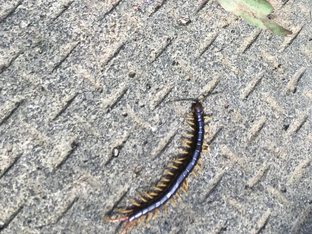 ヤスデ駆除なら沖縄インセクトまでサービスの画像