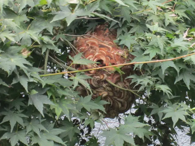 ◎小さい巣から大きい巣まで経験豊富◎　状況に合わせて、早急に対応します！！サービスの画像