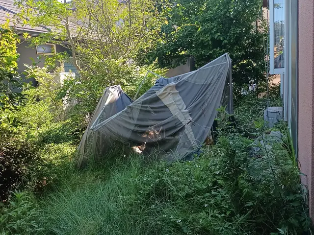 庭木の剪定、伐採サービスの画像