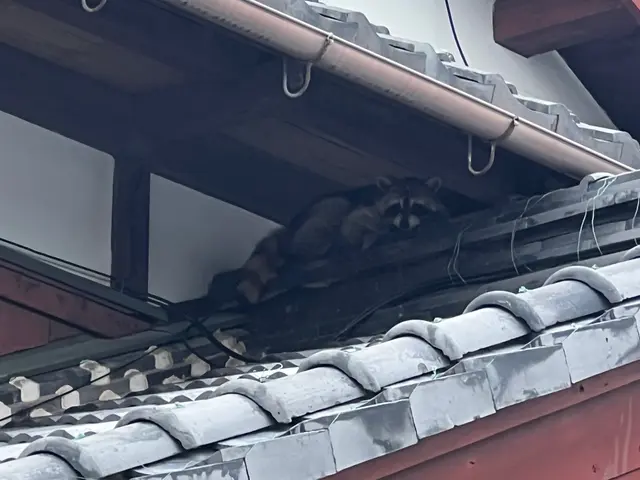 お子様・ペット・家屋にも安心安全な施工。養生などの徹底！10年以上の経験にて★サービスの画像