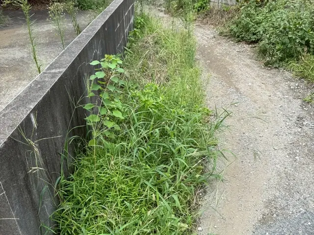 庭・空き地草刈りサービスサービスの画像