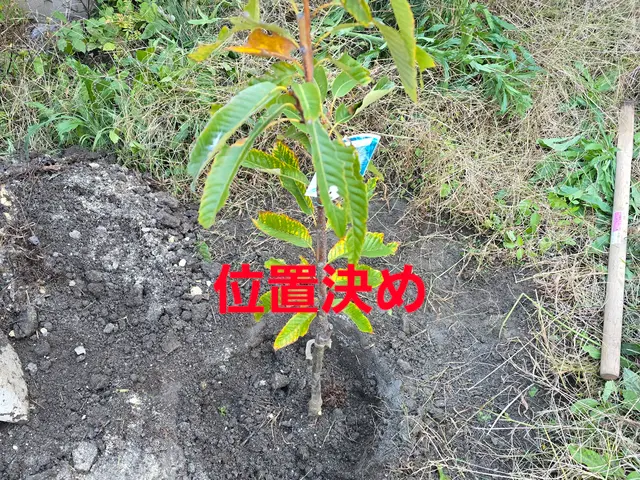 【造園業20年☆庭園管理士】樹木のその時の状態に適した施工を行います。サービスの画像