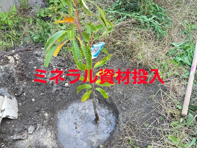 【造園業20年☆庭園管理士】樹木のその時の状態に適した施工を行います。サービスの画像