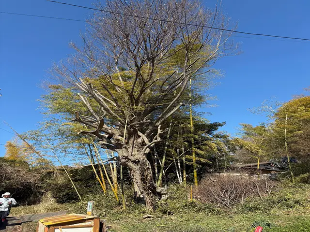 伐採３本以上割引有　クライミング＆弊社クレーン車対応可です、高木もご相談下さい。サービスの画像